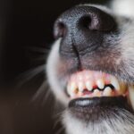 Close-up of a dog's snout and teeth, highlighting a playful and happy expression.