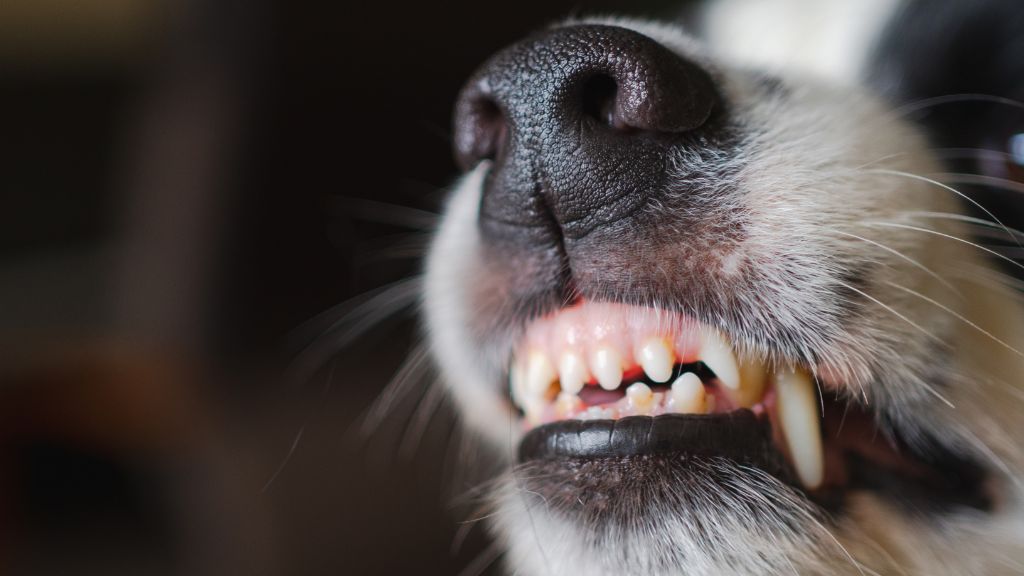 Close-up of a dog's snout and teeth, highlighting a playful and happy expression.